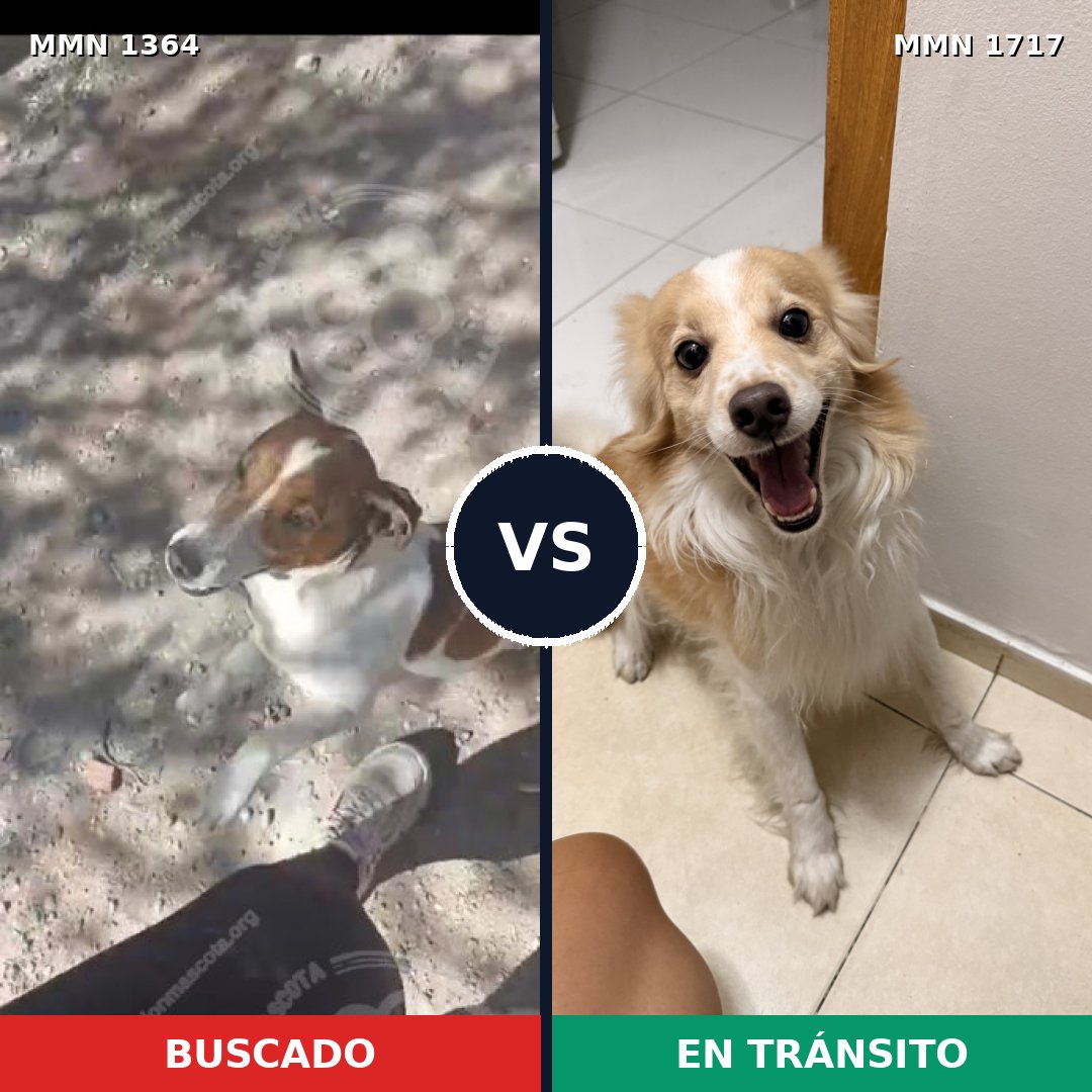 Comparativa MMS 38218: mascota perdida y mascota encontrada, 45% de similitud
