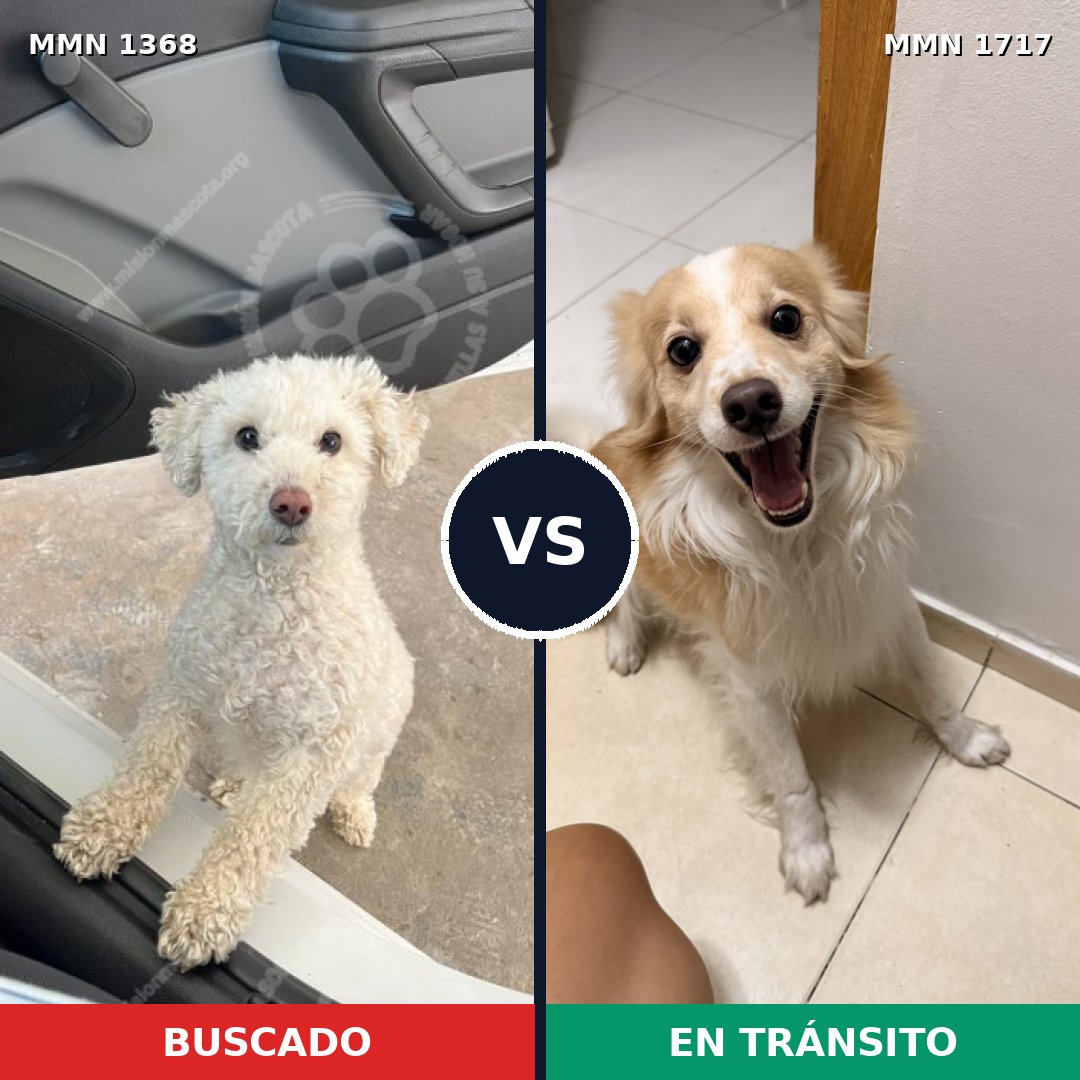 Comparativa MMS 38219: mascota perdida y mascota encontrada, 48% de similitud
