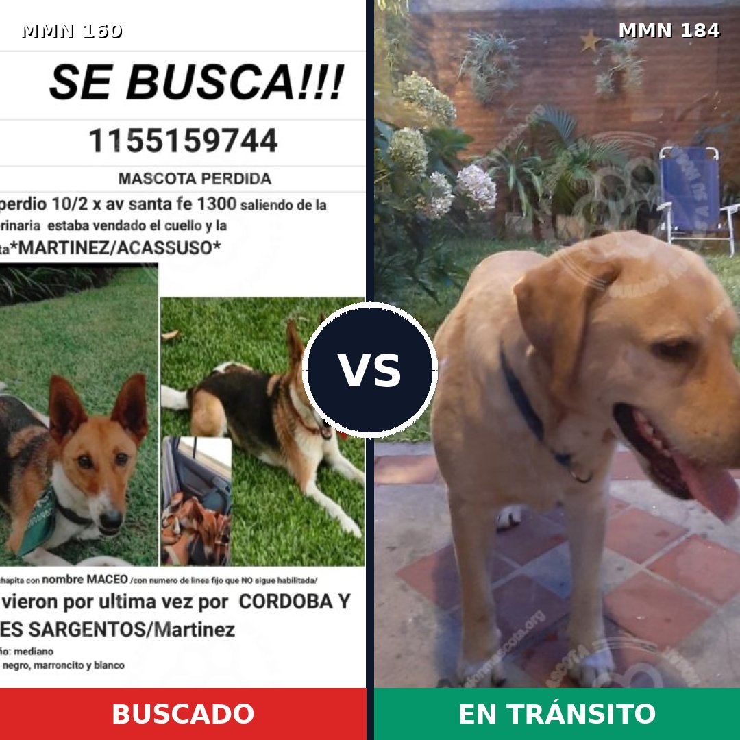 Comparativa MMS 3822: mascota perdida y mascota encontrada, 12% de similitud