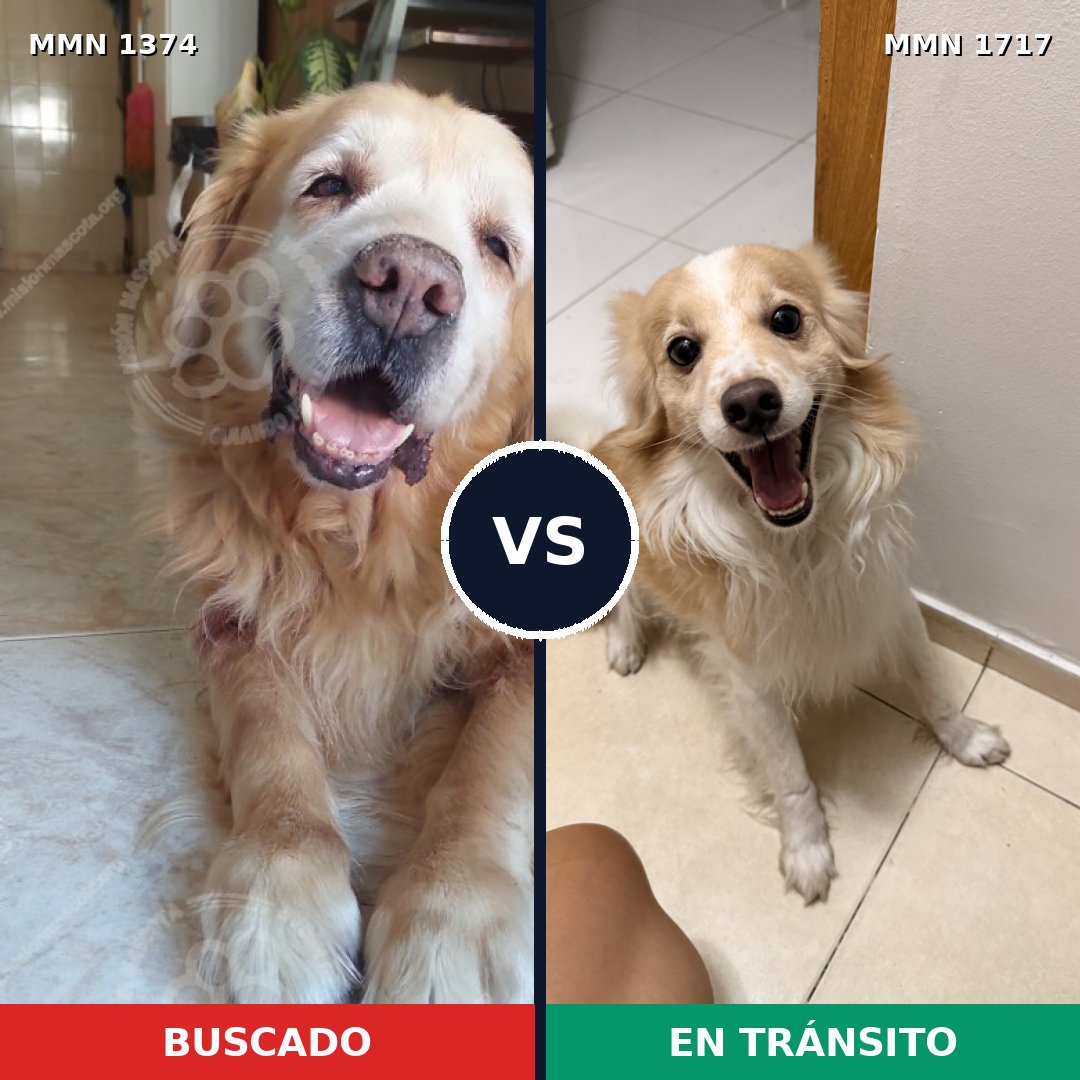 Comparativa MMS 38222: mascota perdida y mascota encontrada, 26% de similitud