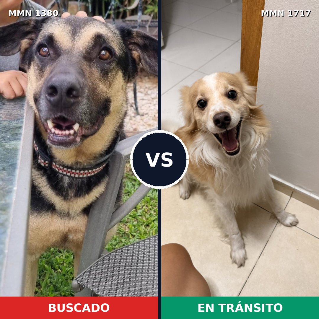 Comparativa MMS 38224: mascota perdida y mascota encontrada, 54% de similitud