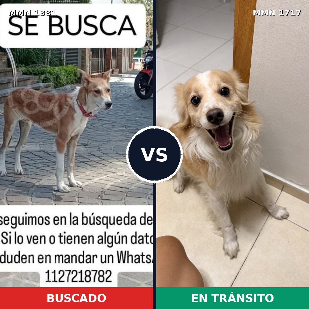 Comparativa MMS 38225: mascota perdida y mascota encontrada, 53% de similitud