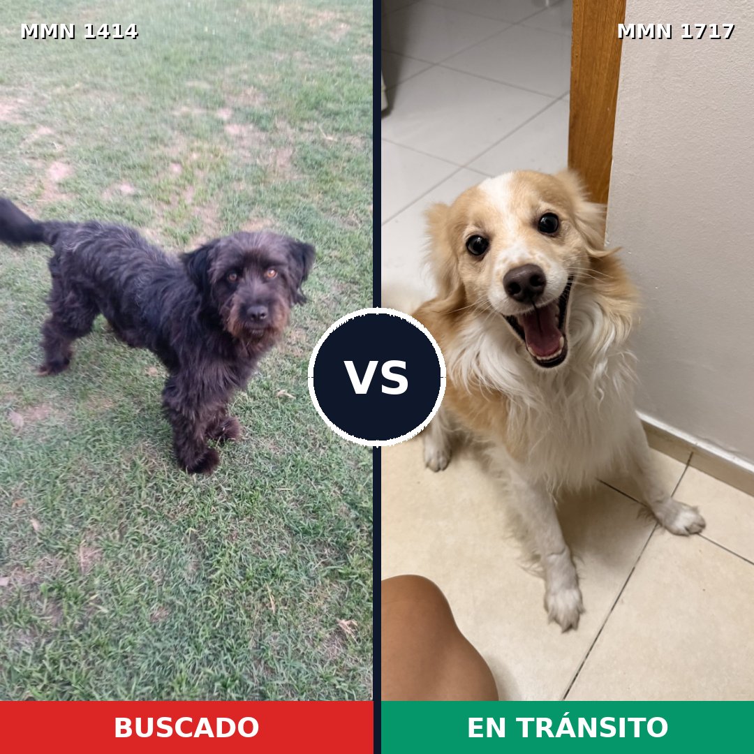 Comparativa MMS 38228: mascota perdida y mascota encontrada, 29% de similitud
