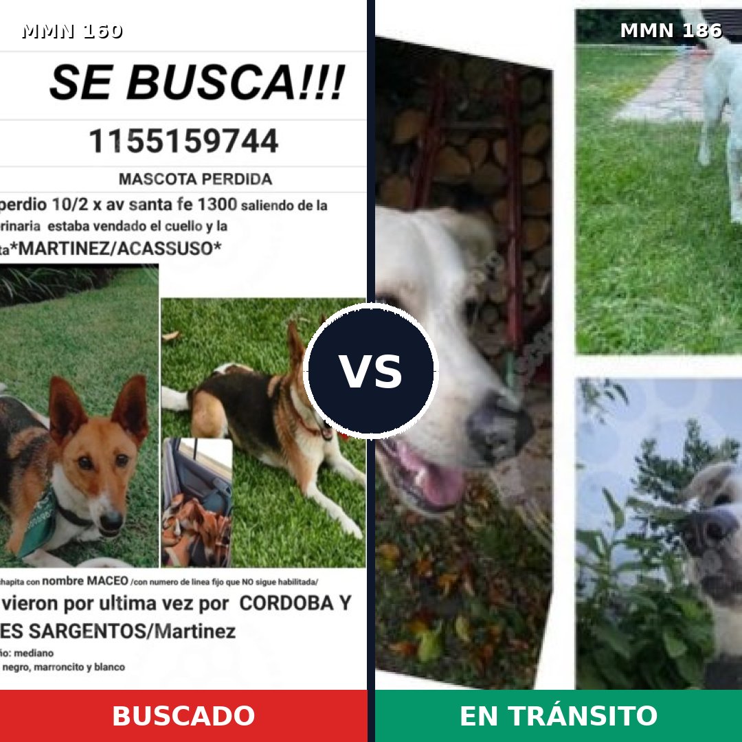 Comparativa MMS 3823: mascota perdida y mascota encontrada, 8% de similitud