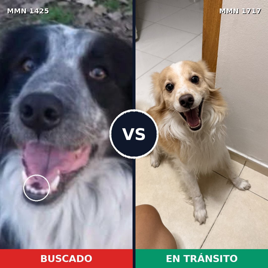 Comparativa MMS 38230: mascota perdida y mascota encontrada, 39% de similitud