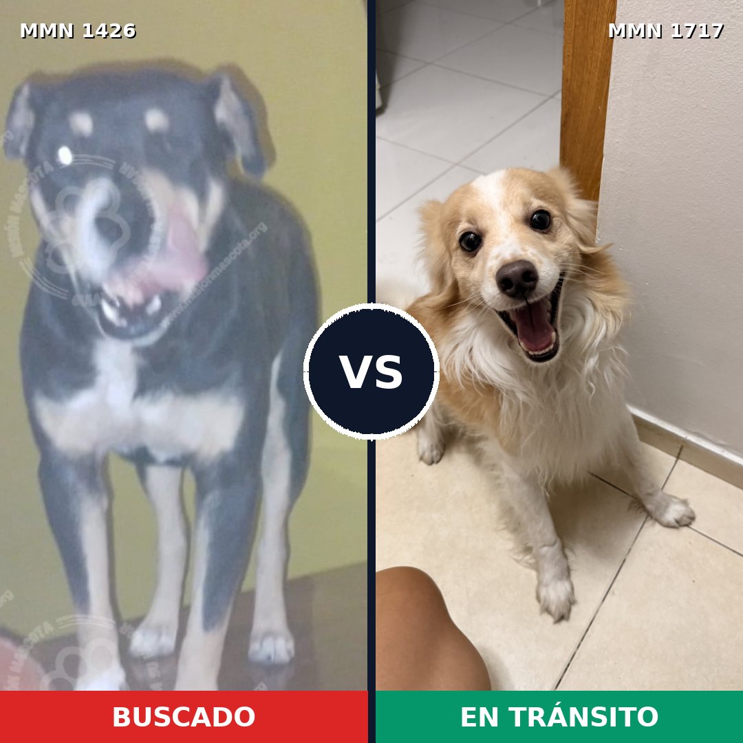 Comparativa MMS 38231: mascota perdida y mascota encontrada, 58% de similitud