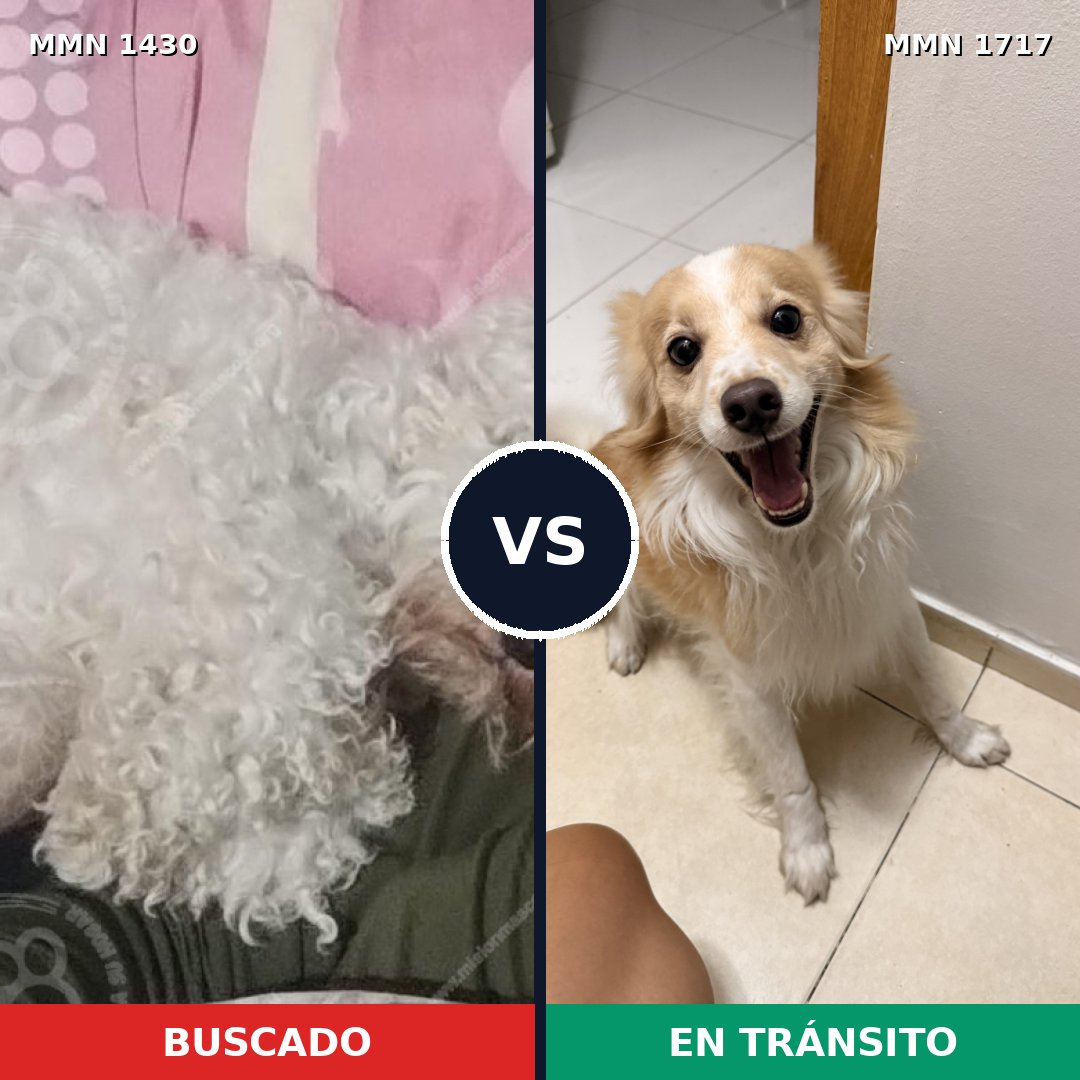 Comparativa MMS 38232: mascota perdida y mascota encontrada, 60% de similitud