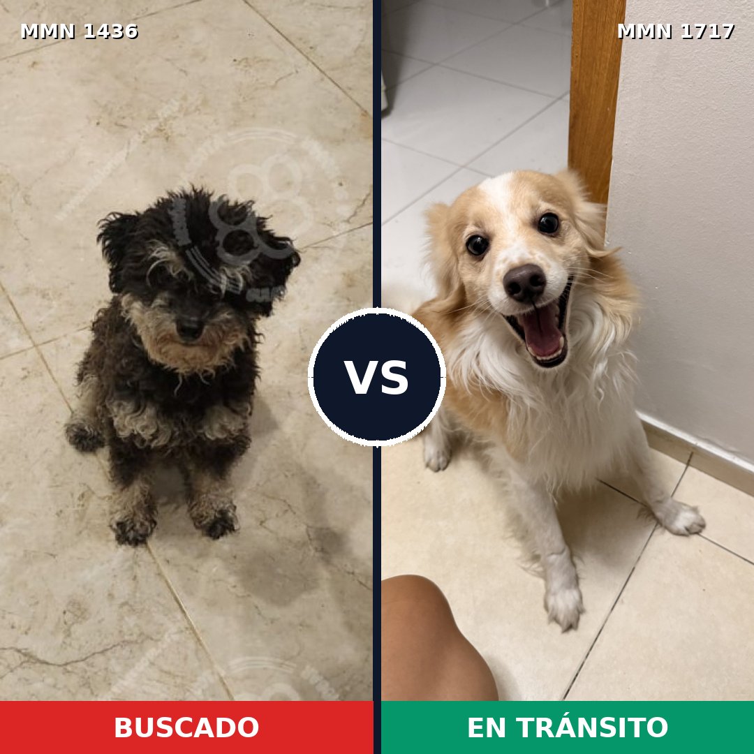 Comparativa MMS 38234: mascota perdida y mascota encontrada, 61% de similitud