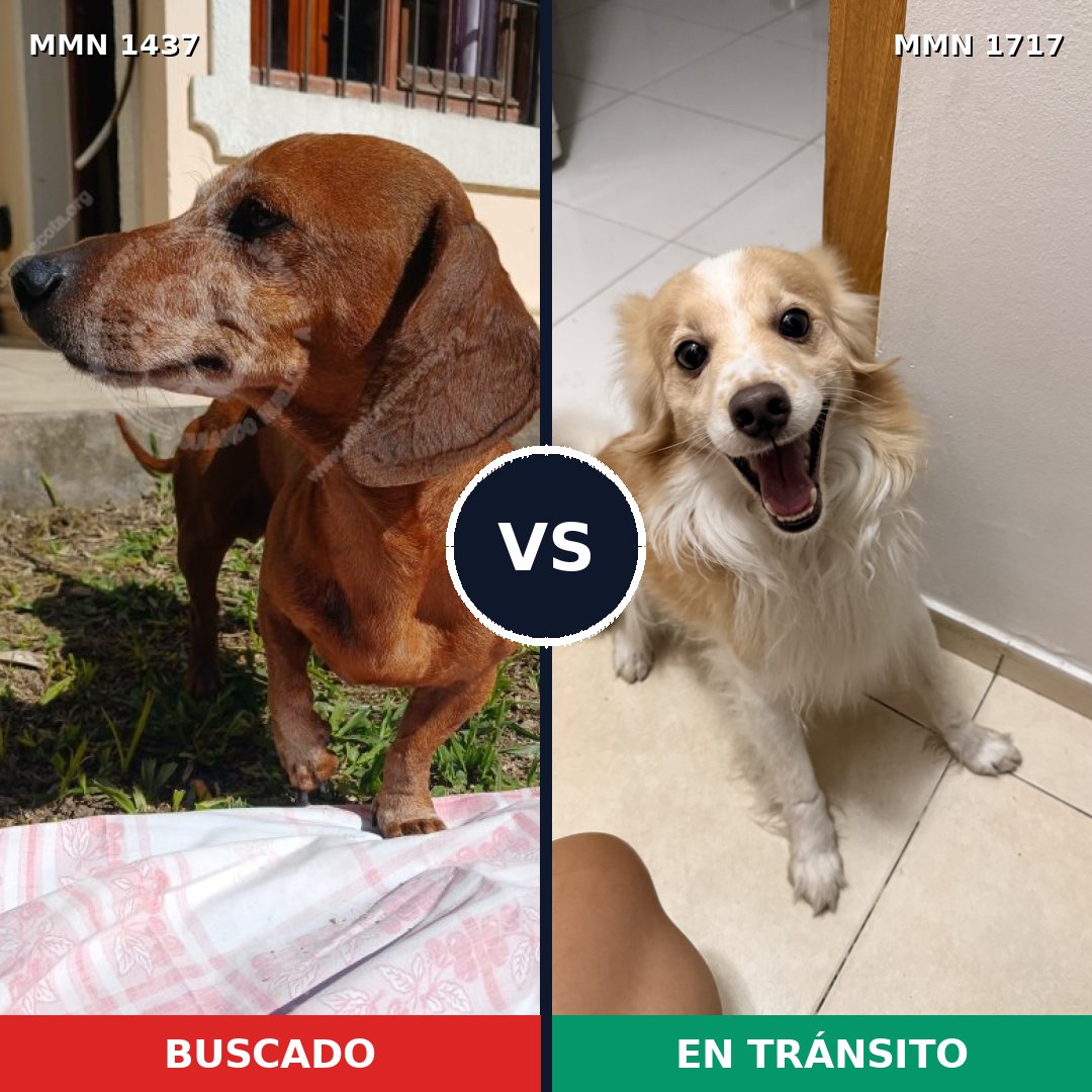 Comparativa MMS 38235: mascota perdida y mascota encontrada, 33% de similitud