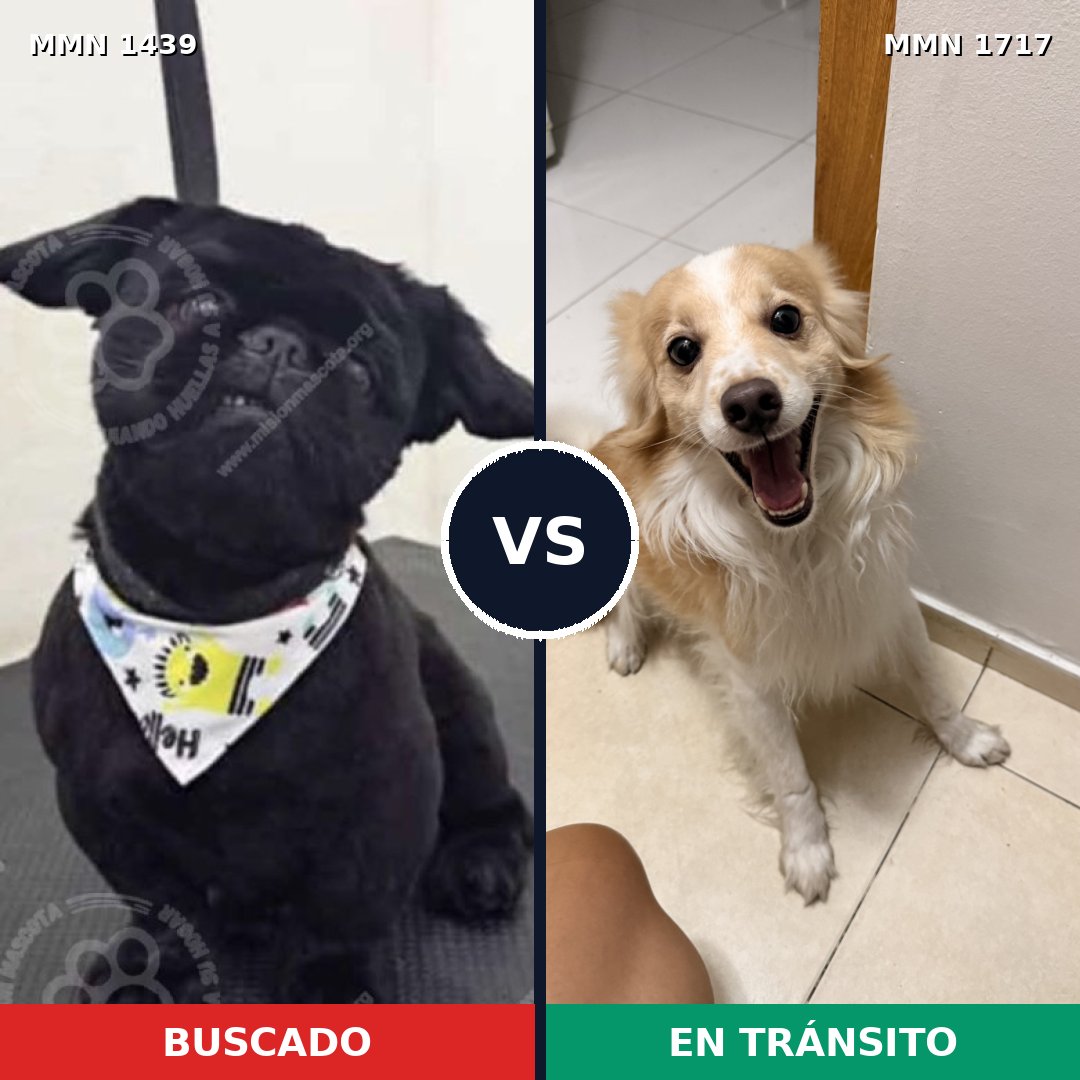 Comparativa MMS 38236: mascota perdida y mascota encontrada, 38% de similitud