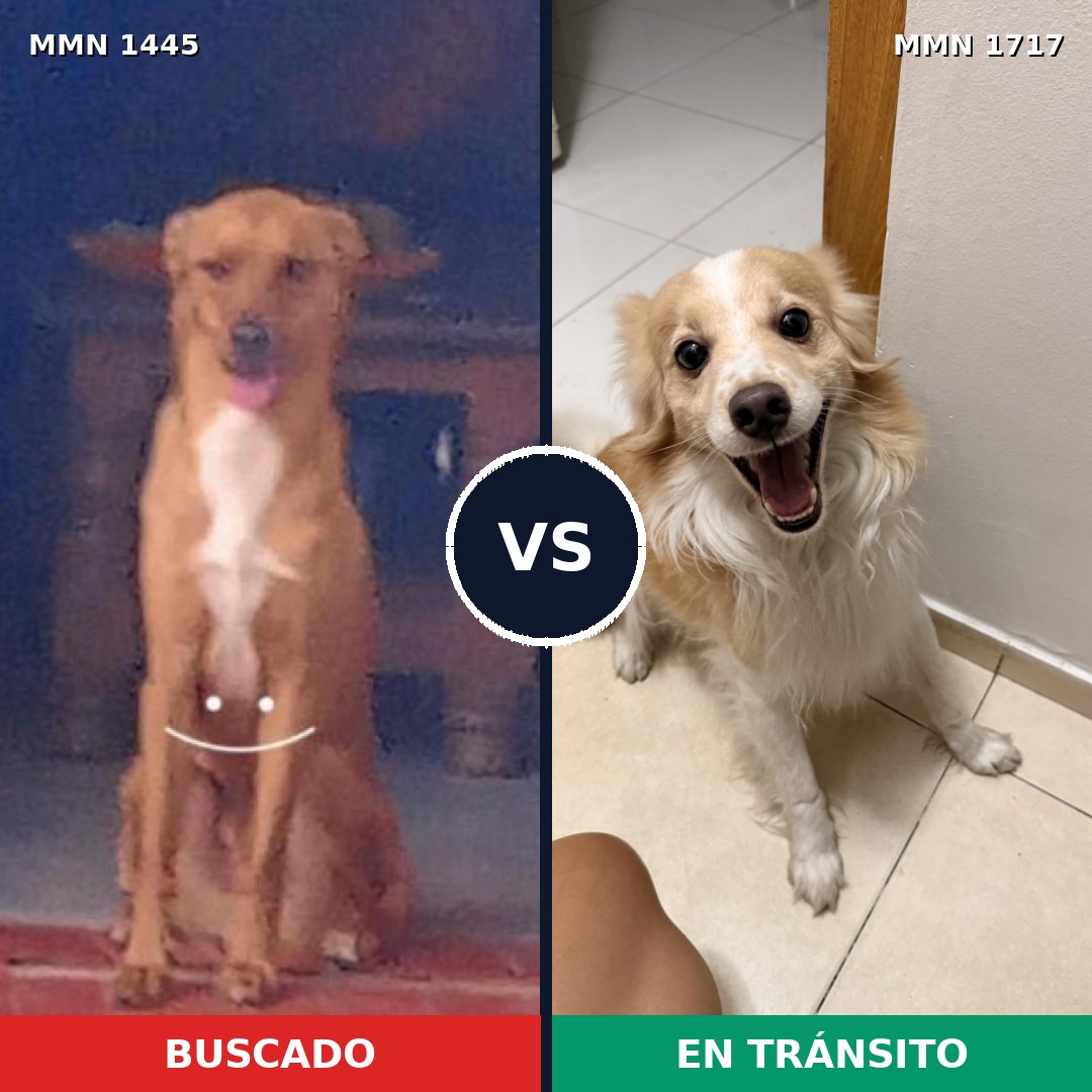 Comparativa MMS 38237: mascota perdida y mascota encontrada, 57% de similitud