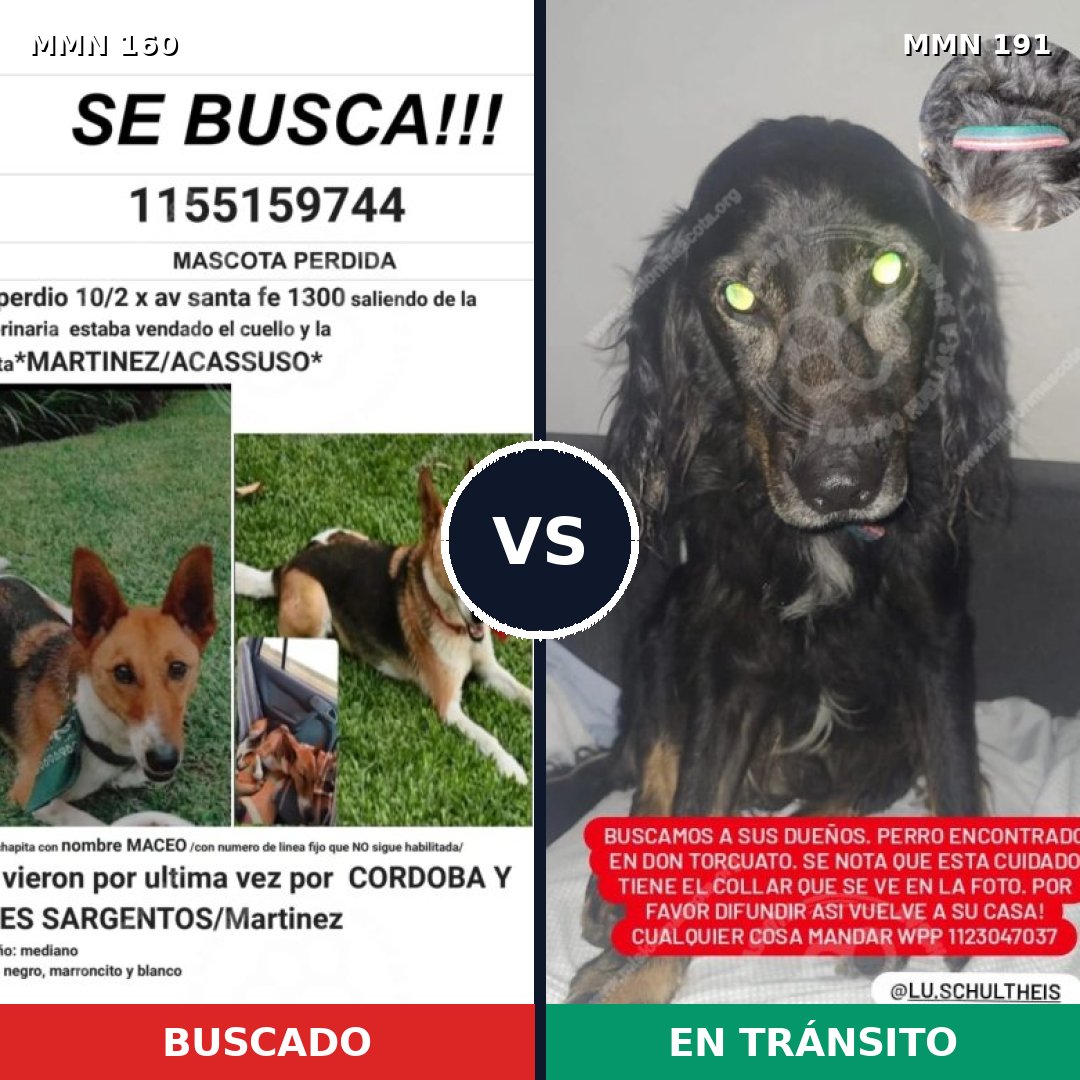 Comparativa MMS 3824: mascota perdida y mascota encontrada, 62% de similitud