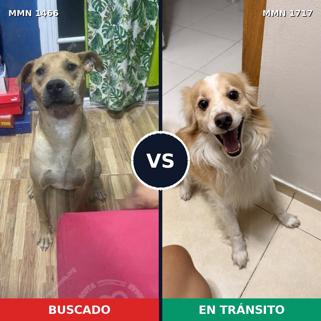 Comparativa MMS 38240: mascota perdida y mascota encontrada, 62% de similitud