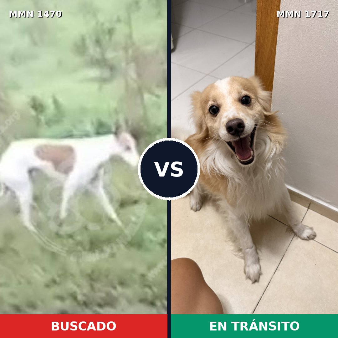 Comparativa MMS 38241: mascota perdida y mascota encontrada, 34% de similitud