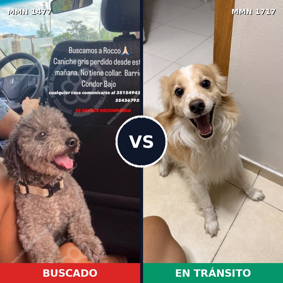 Comparativa MMS 38242: mascota perdida y mascota encontrada, 28% de similitud