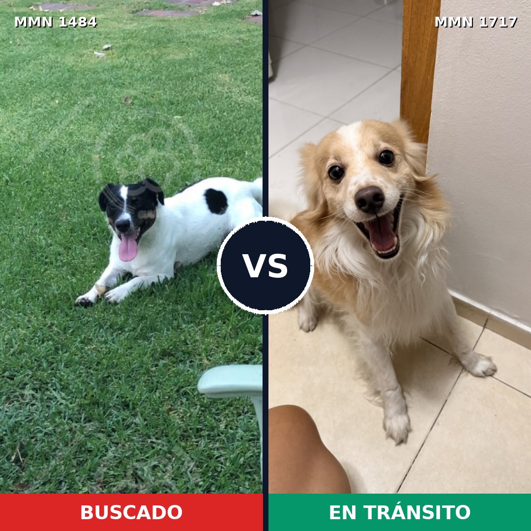 Comparativa MMS 38243: mascota perdida y mascota encontrada, 50% de similitud