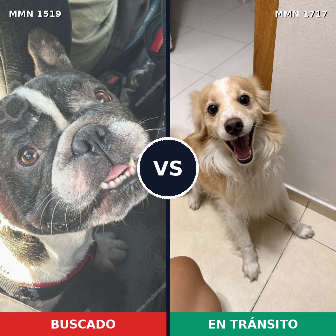 Comparativa MMS 38244: mascota perdida y mascota encontrada, 29% de similitud
