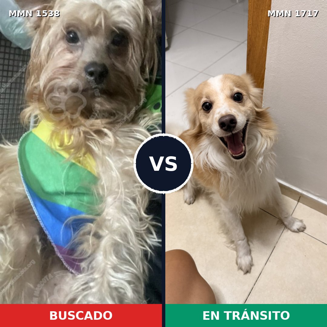 Comparativa MMS 38245: mascota perdida y mascota encontrada, 78% de similitud