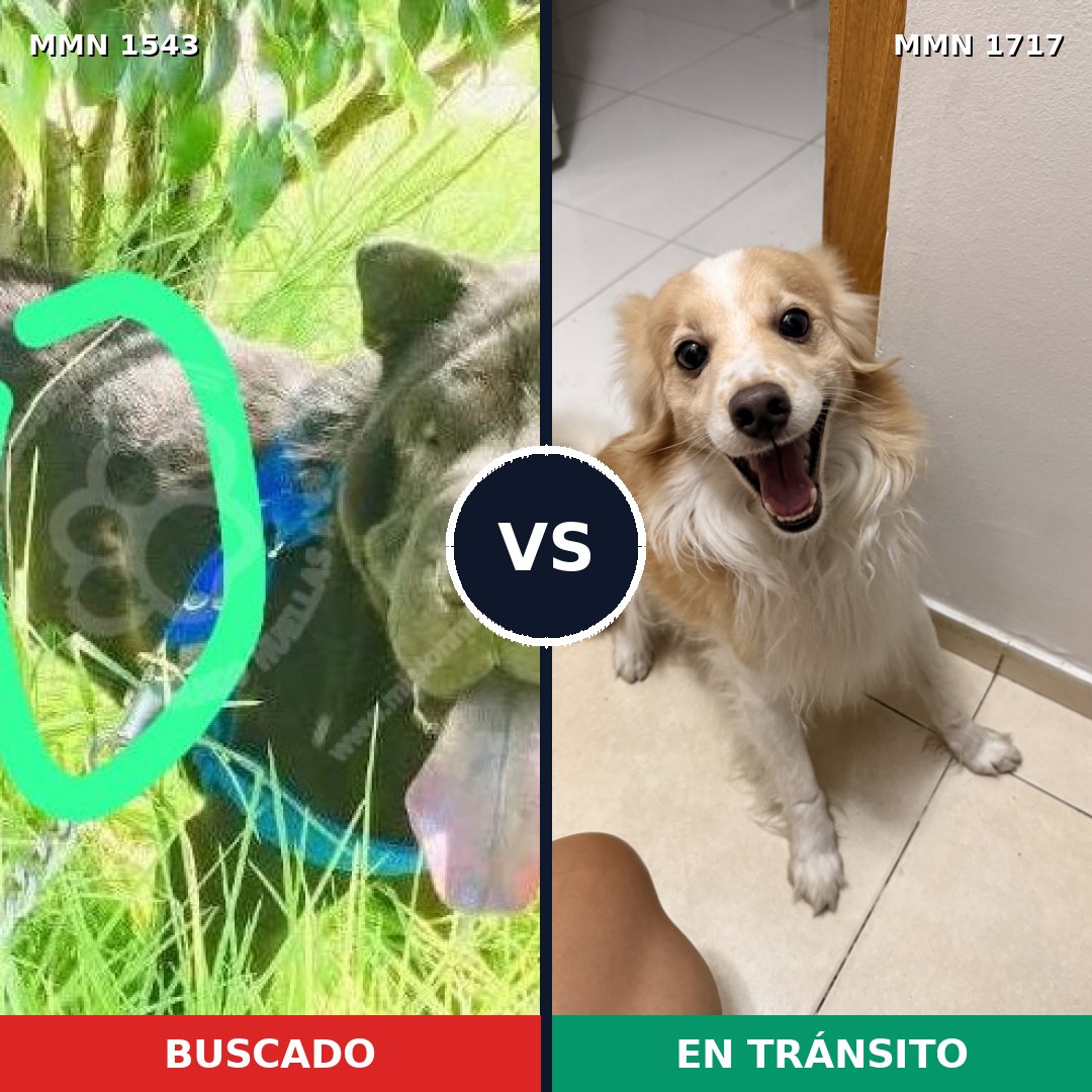 Comparativa MMS 38246: mascota perdida y mascota encontrada, 34% de similitud