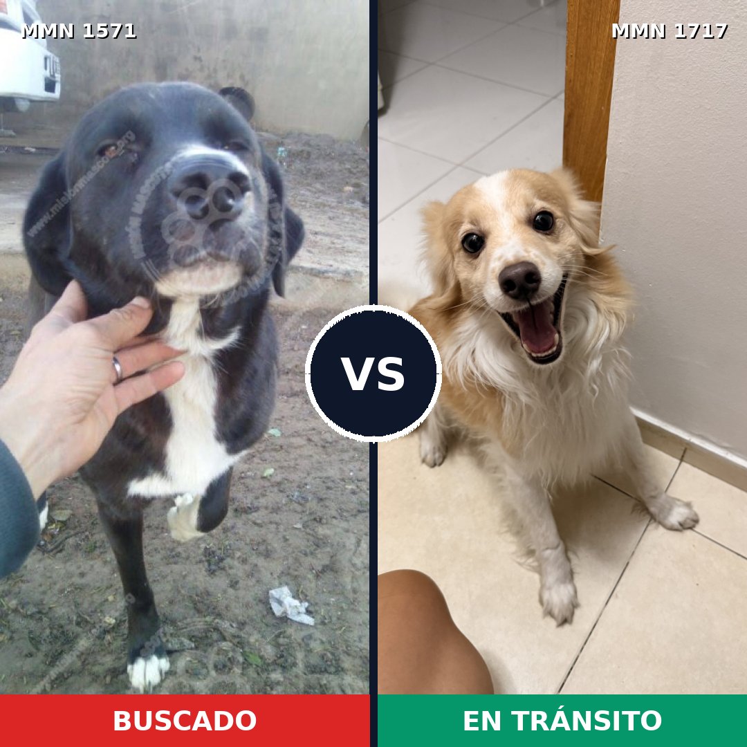 Comparativa MMS 38247: mascota perdida y mascota encontrada, 47% de similitud