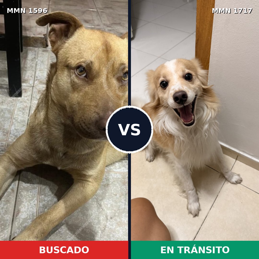 Comparativa MMS 38248: mascota perdida y mascota encontrada, 53% de similitud