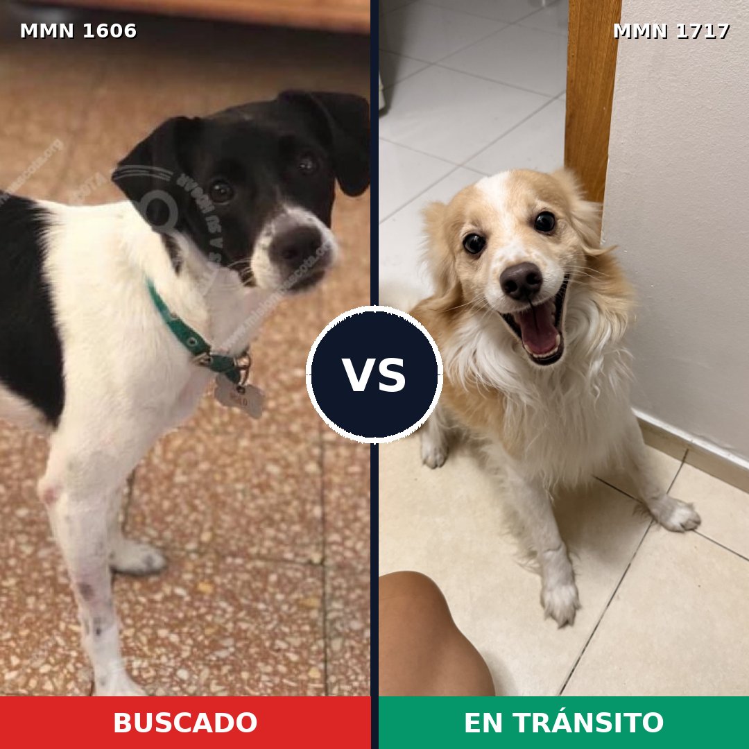 Comparativa MMS 38249: mascota perdida y mascota encontrada, 81% de similitud