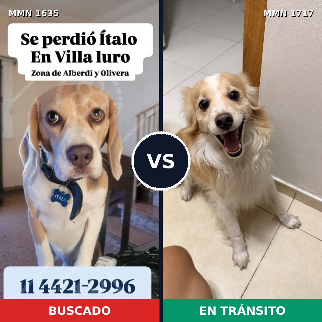 Comparativa MMS 38251: mascota perdida y mascota encontrada, 45% de similitud
