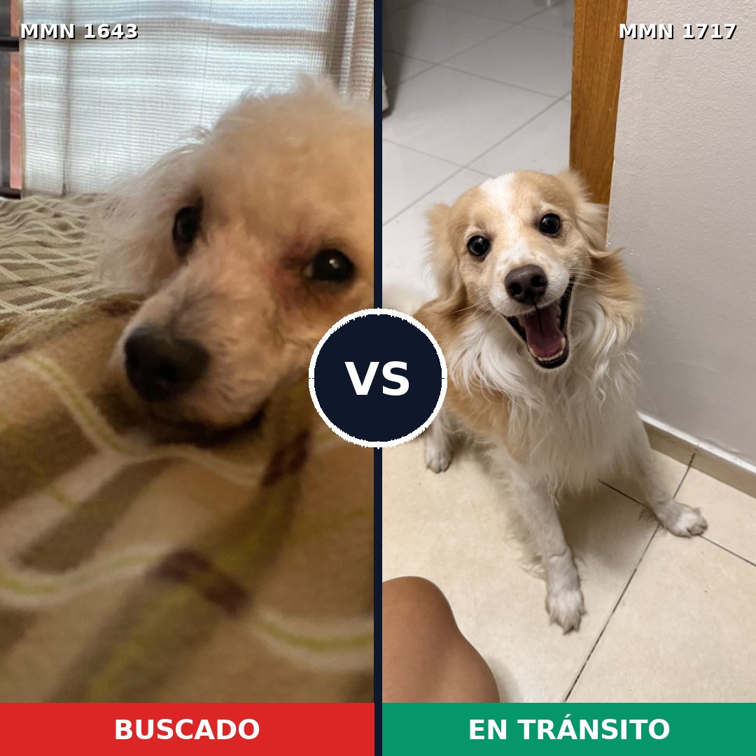 Comparativa MMS 38252: mascota perdida y mascota encontrada, 42% de similitud