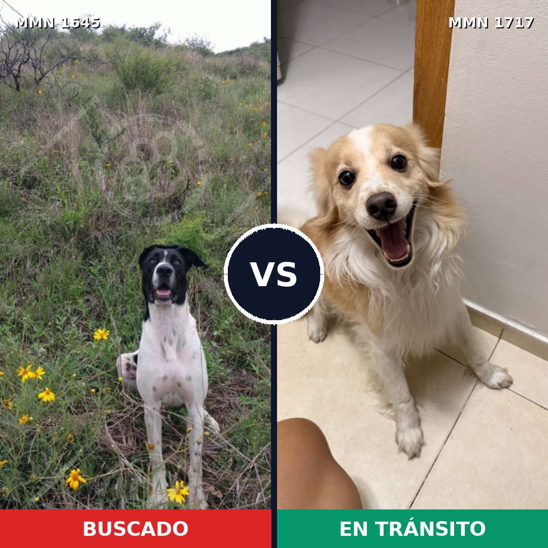 Comparativa MMS 38253: mascota perdida y mascota encontrada, 51% de similitud