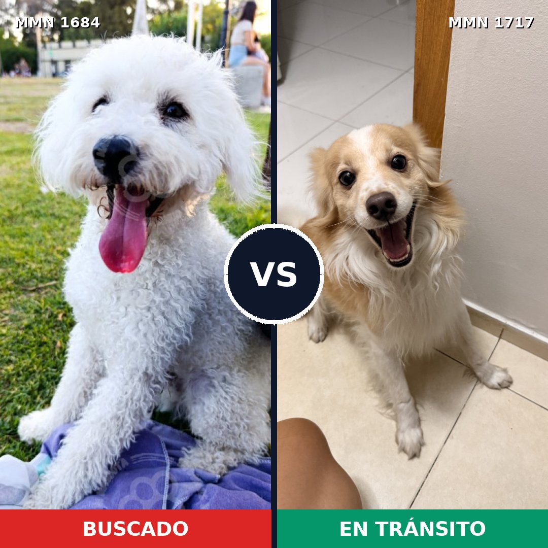 Comparativa MMS 38254: mascota perdida y mascota encontrada, 51% de similitud