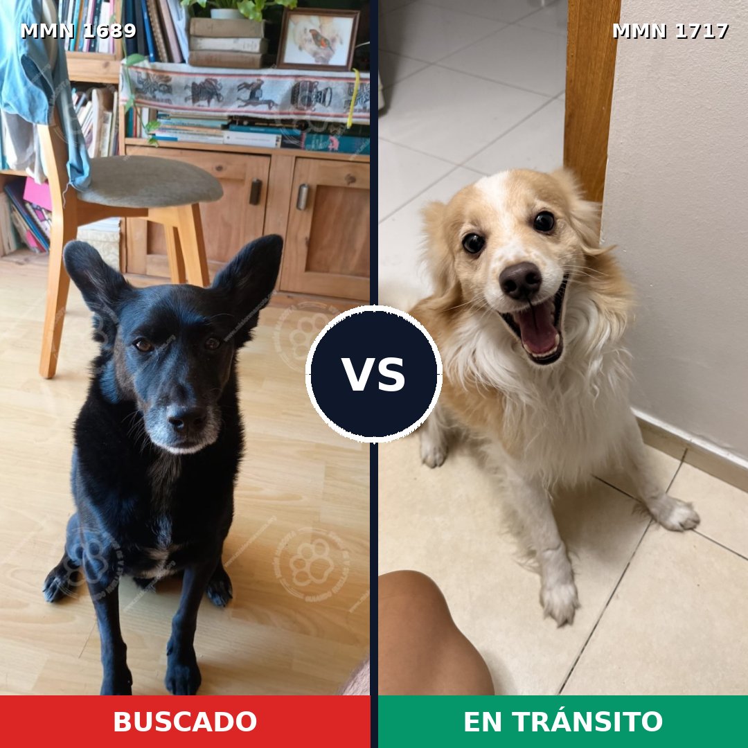 Comparativa MMS 38255: mascota perdida y mascota encontrada, 61% de similitud