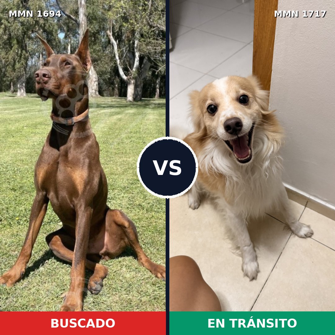 Comparativa MMS 38256: mascota perdida y mascota encontrada, 25% de similitud
