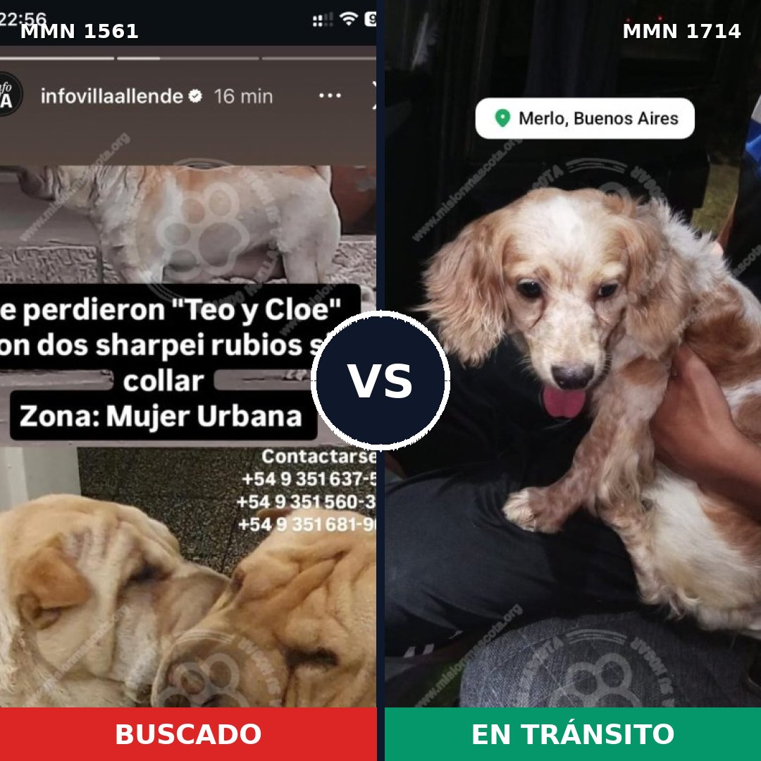 Comparativa MMS 38258: mascota perdida y mascota encontrada, 30% de similitud