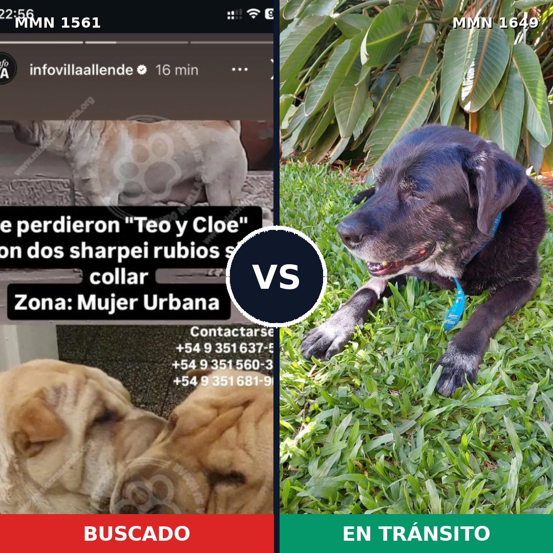 Comparativa MMS 38259: mascota perdida y mascota encontrada, 25% de similitud