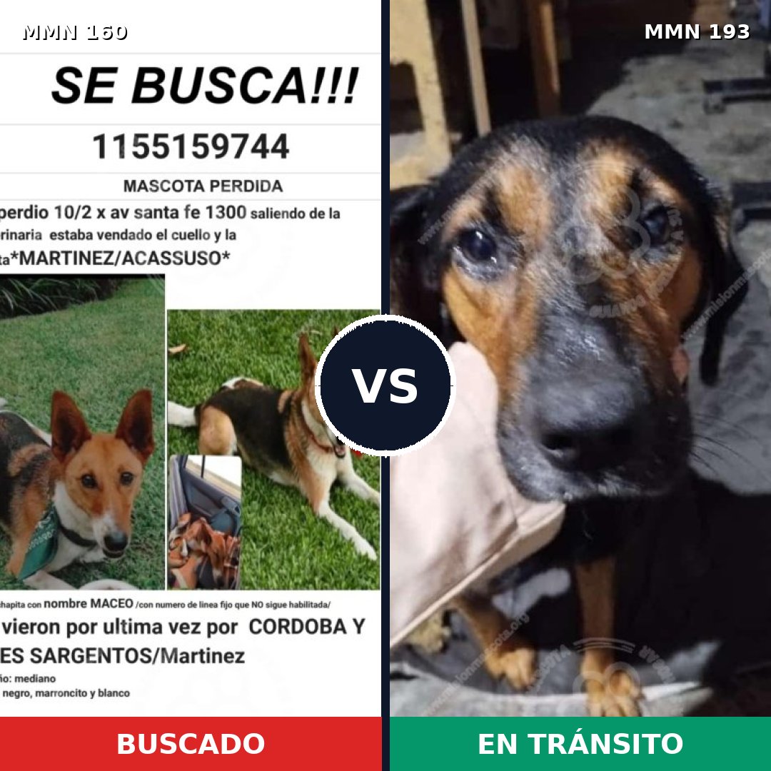 Comparativa MMS 3826: mascota perdida y mascota encontrada, 73% de similitud