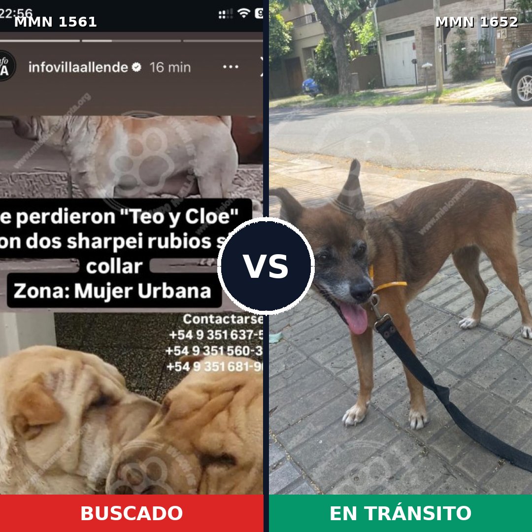 Comparativa MMS 38262: mascota perdida y mascota encontrada, 37% de similitud