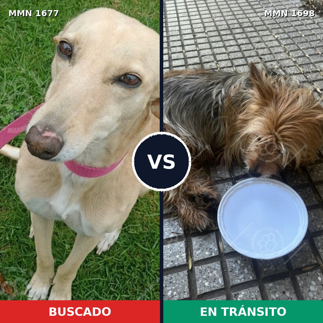 Comparativa MMS 38265: mascota perdida y mascota encontrada, 40% de similitud