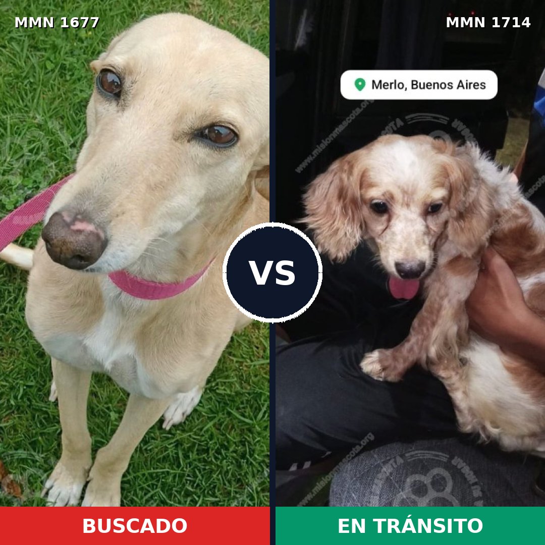 Comparativa MMS 38269: mascota perdida y mascota encontrada, 45% de similitud