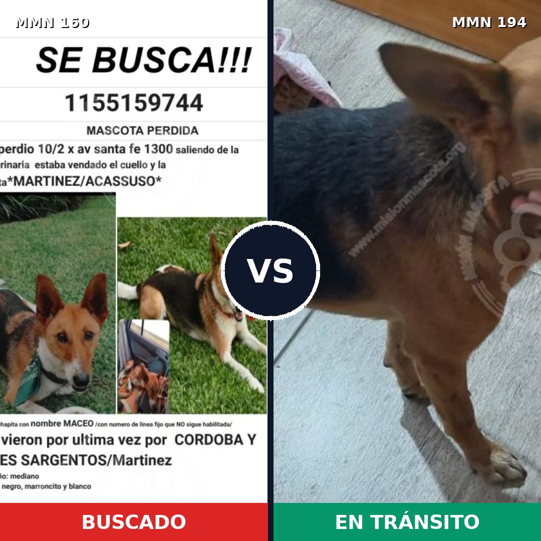 Comparativa MMS 3827: mascota perdida y mascota encontrada, 86% de similitud