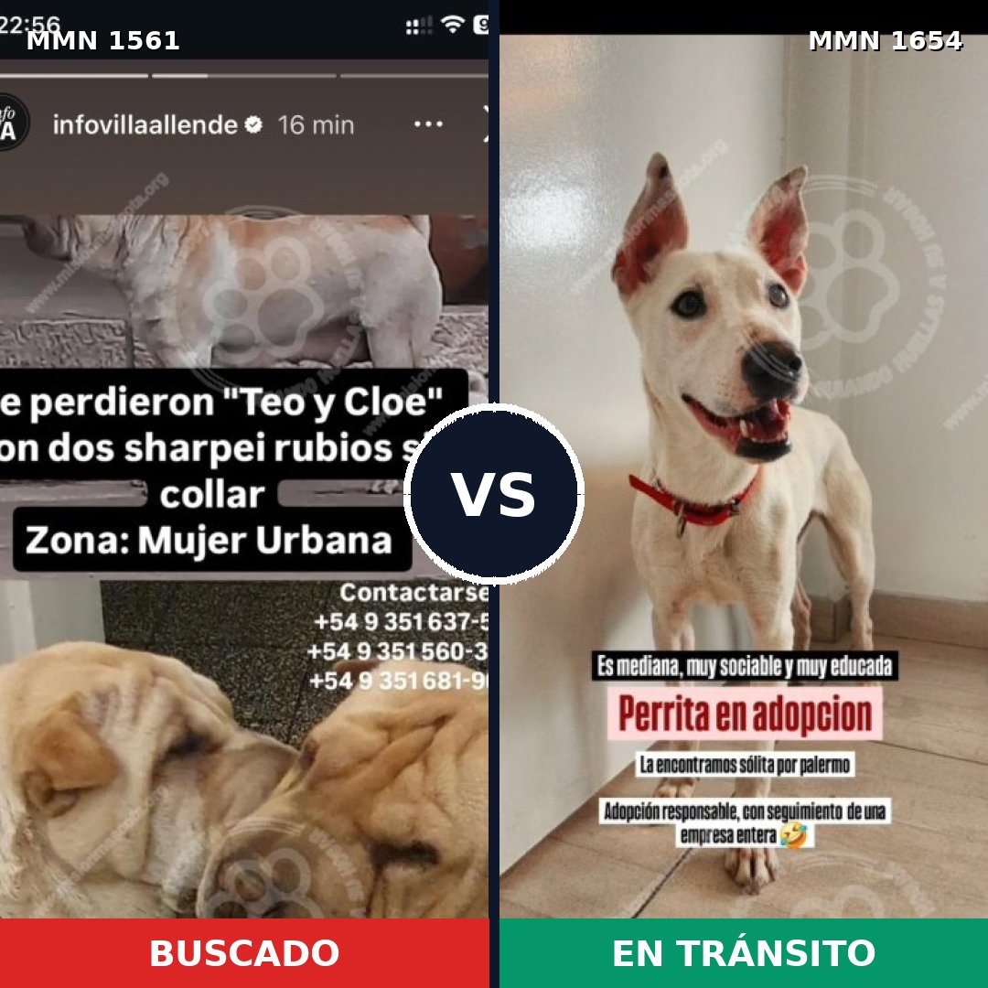 Comparativa MMS 38271: mascota perdida y mascota encontrada, 41% de similitud