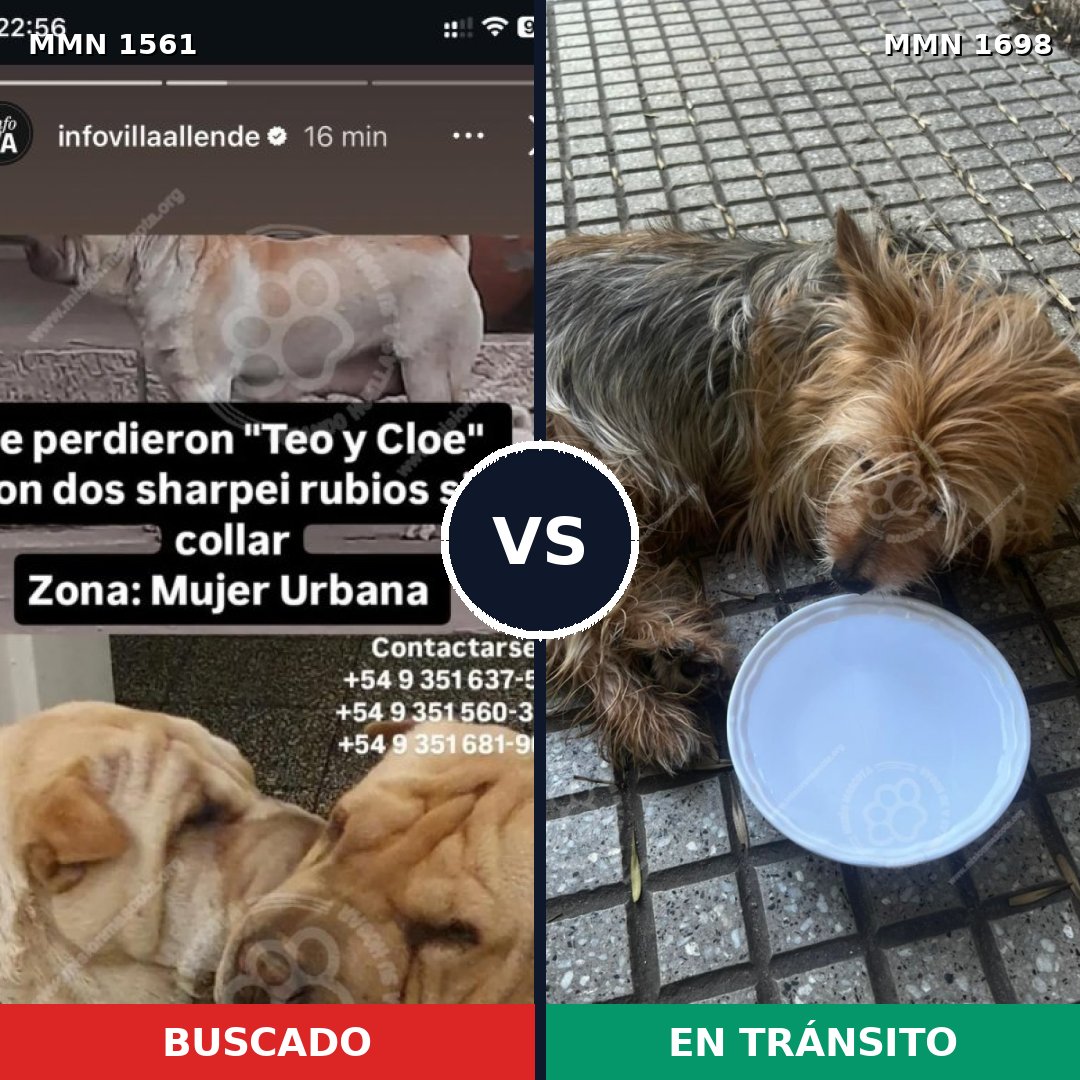 Comparativa MMS 38272: mascota perdida y mascota encontrada, 26% de similitud