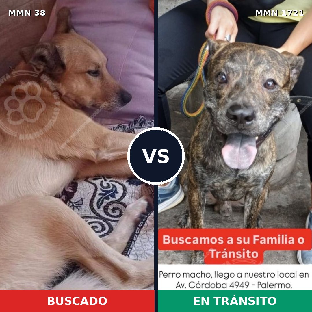 Comparativa MMS 38274: mascota perdida y mascota encontrada, 78% de similitud
