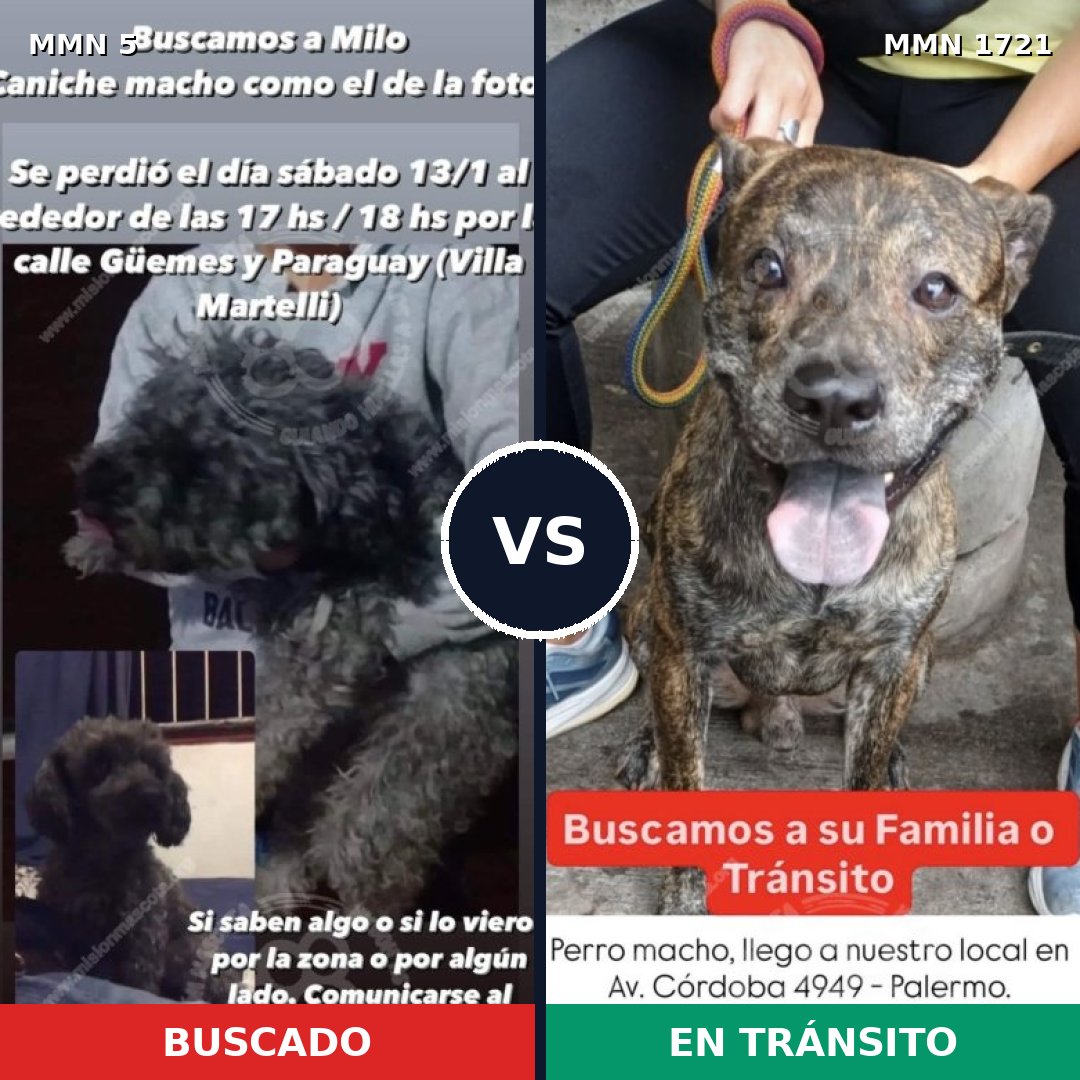 Comparativa MMS 38276: mascota perdida y mascota encontrada, 40% de similitud
