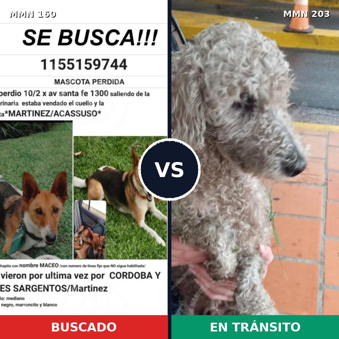 Comparativa MMS 3828: mascota perdida y mascota encontrada, 8% de similitud