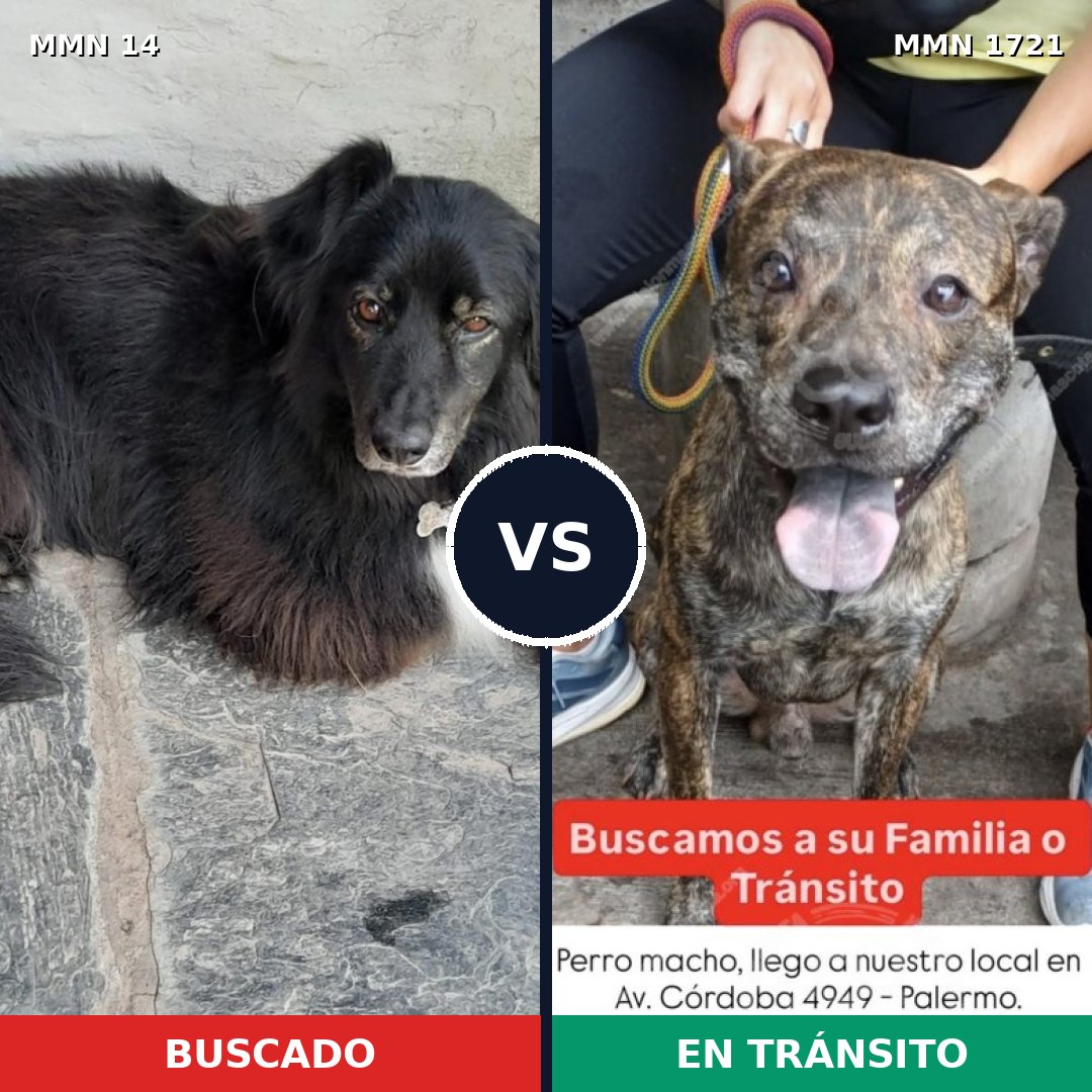 Comparativa MMS 38280: mascota perdida y mascota encontrada, 56% de similitud