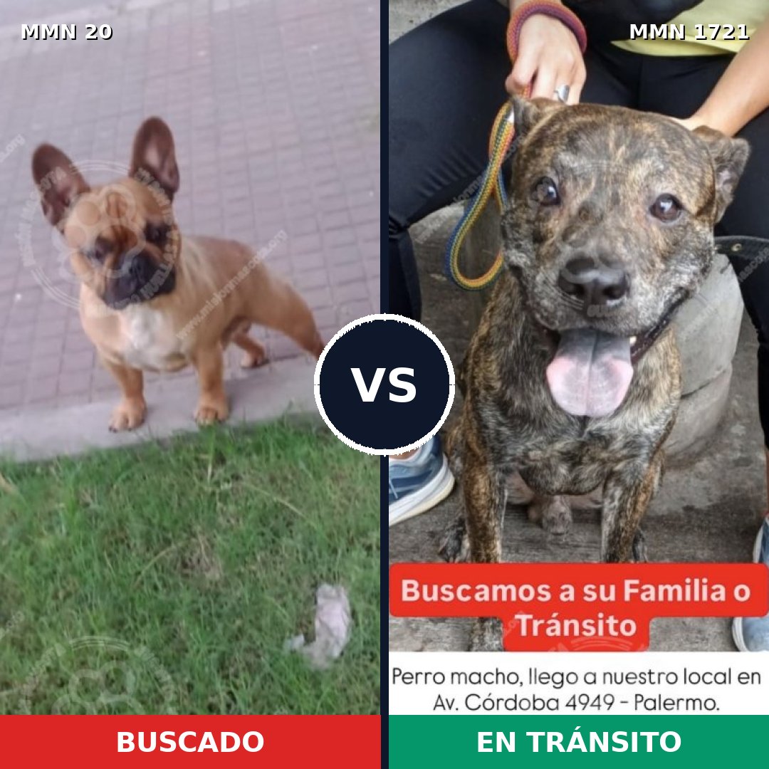 Comparativa MMS 38281: mascota perdida y mascota encontrada, 32% de similitud