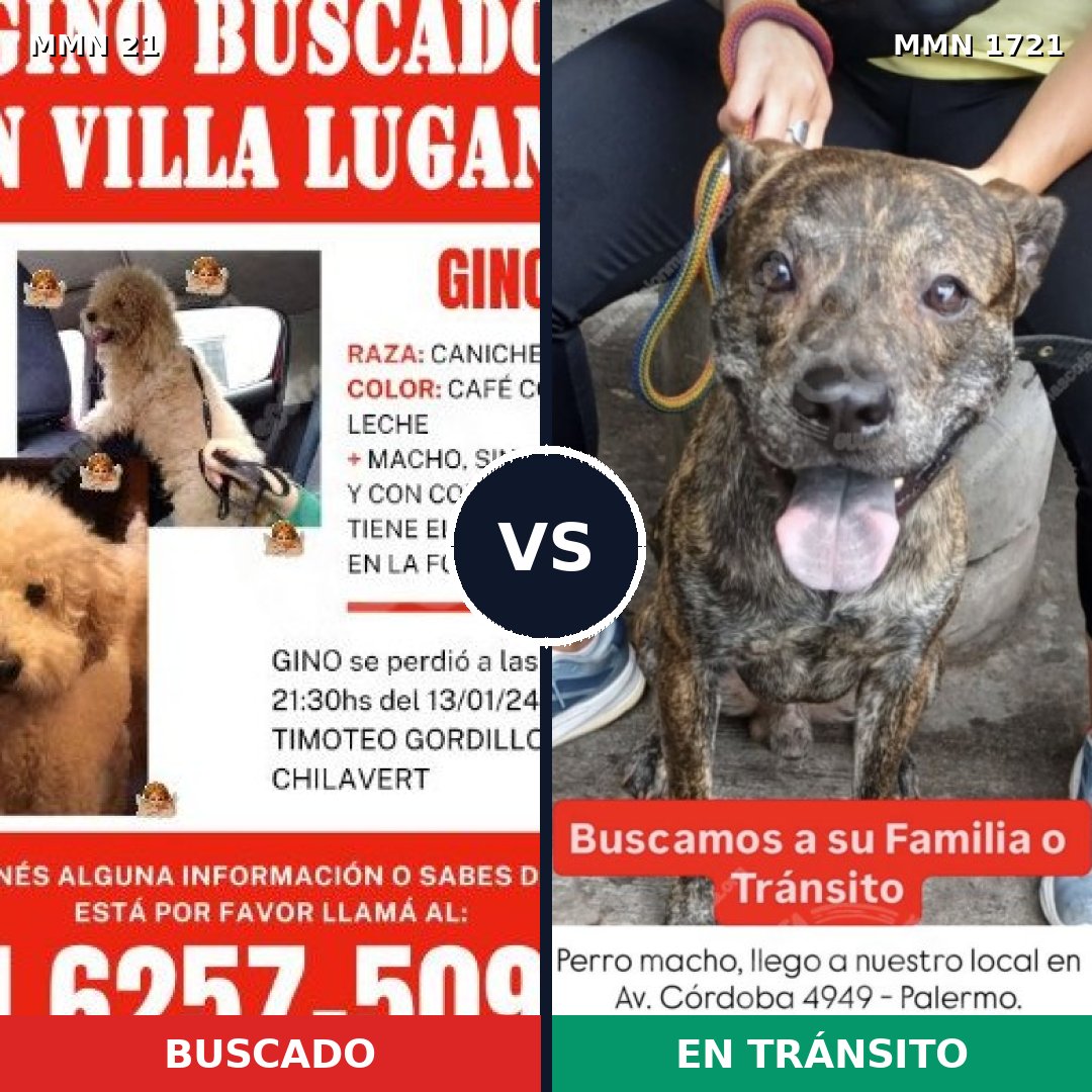 Comparativa MMS 38282: mascota perdida y mascota encontrada, 34% de similitud