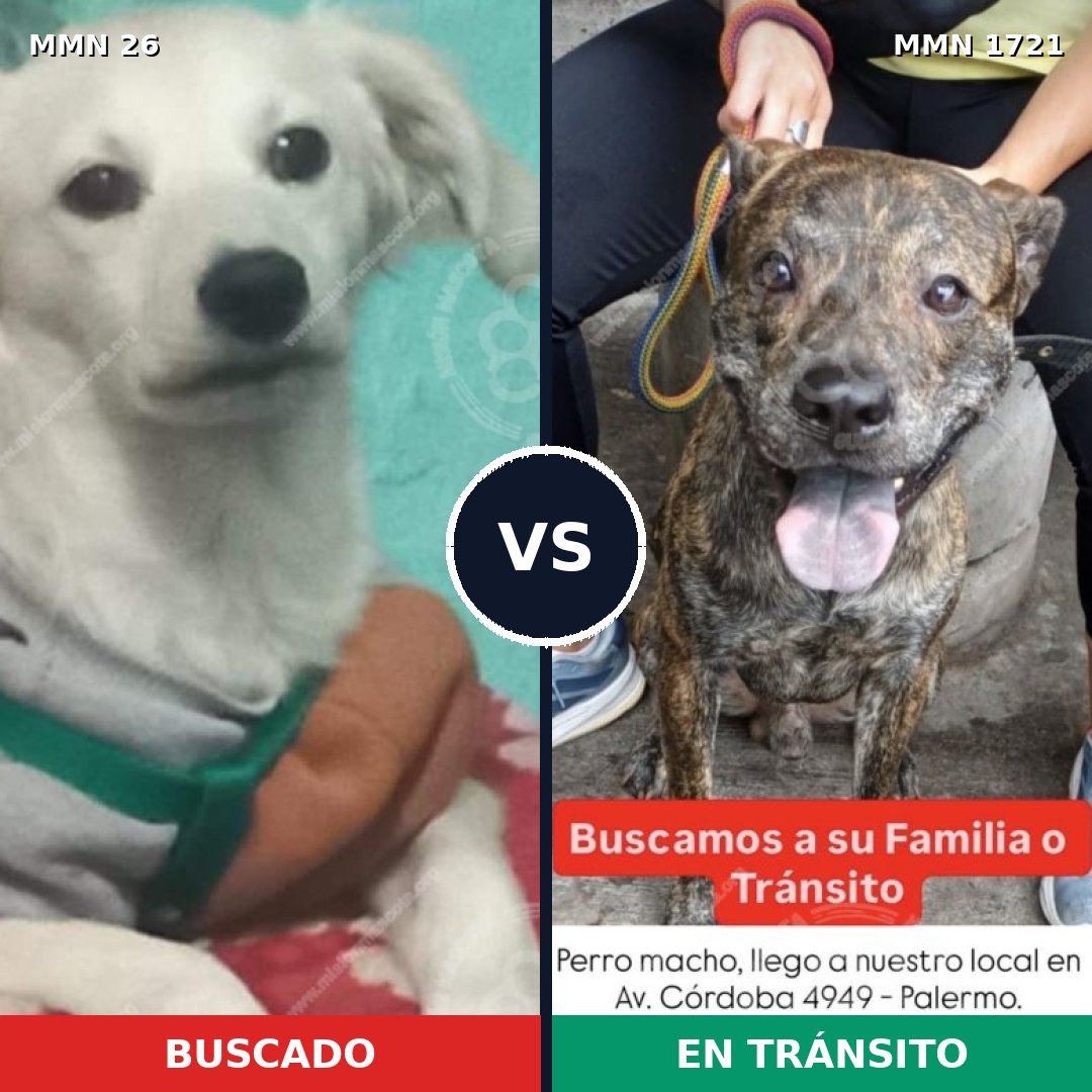 Comparativa MMS 38284: mascota perdida y mascota encontrada, 51% de similitud
