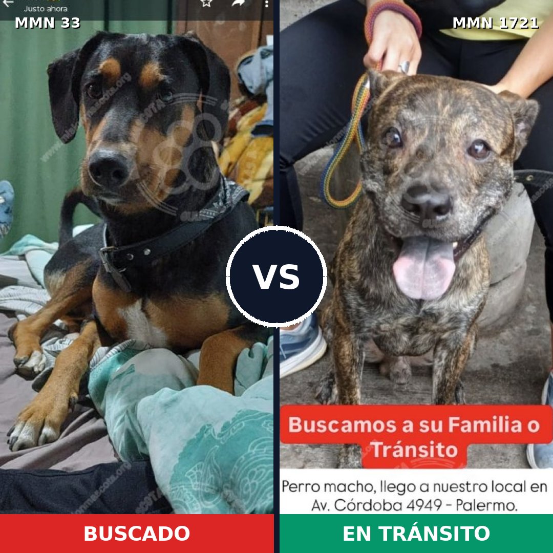 Comparativa MMS 38285: mascota perdida y mascota encontrada, 62% de similitud