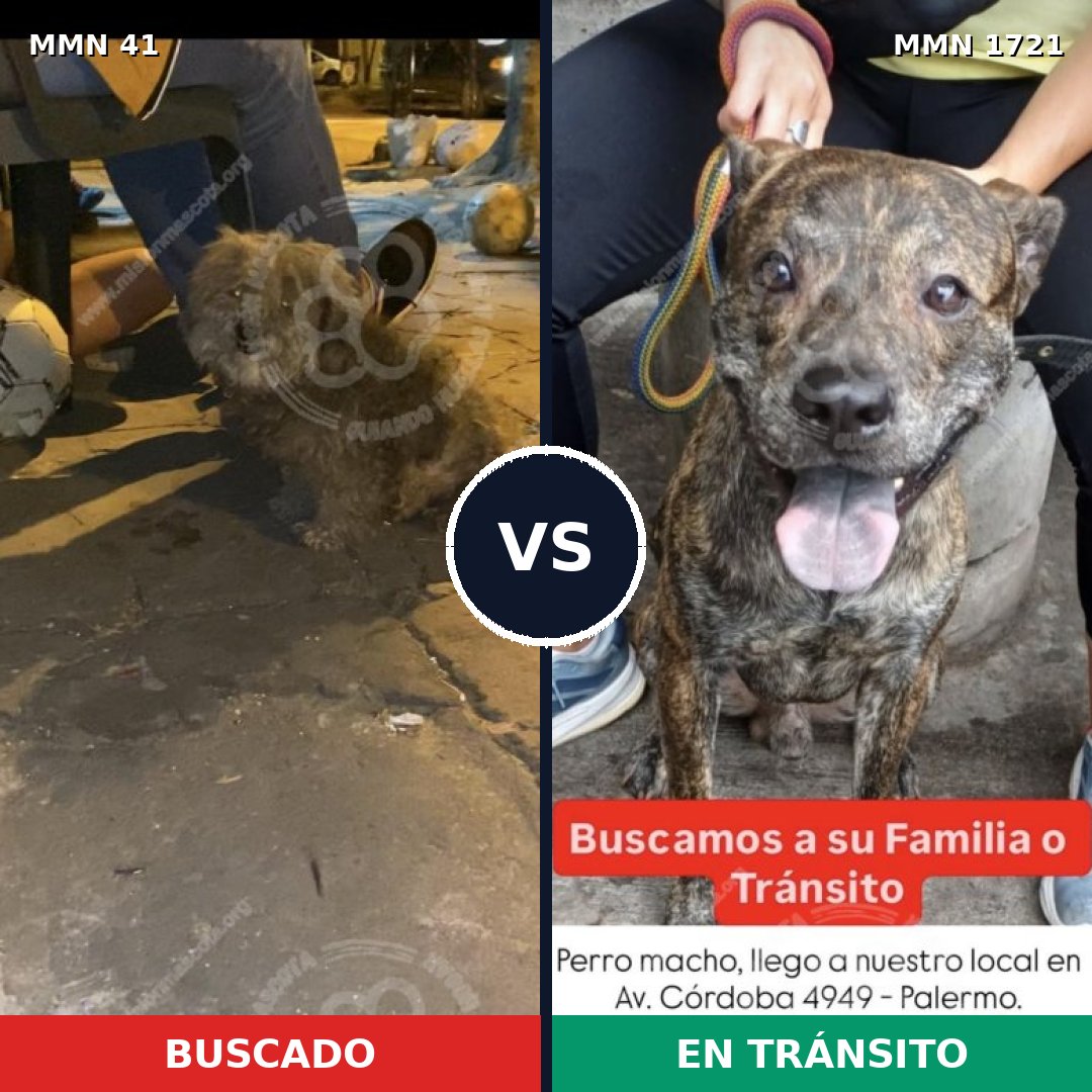 Comparativa MMS 38286: mascota perdida y mascota encontrada, 53% de similitud